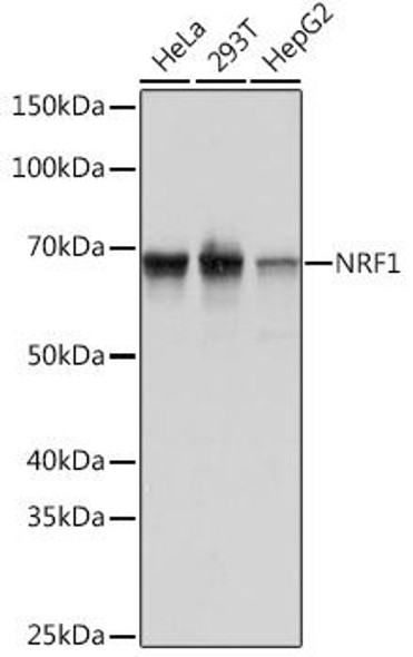 Anti-NRF1 Antibody (CAB3252)