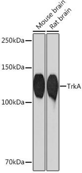 Anti-TrkA Antibody (CAB4147)