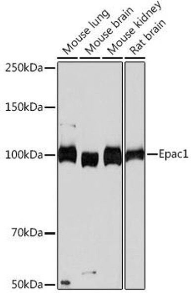 Anti-Epac1 Antibody (CAB4149)