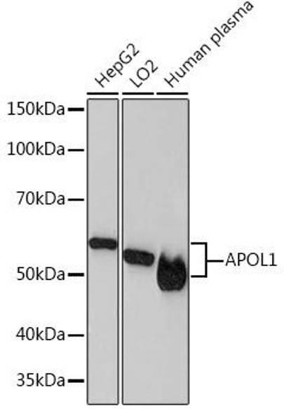 Anti-APOL1 Antibody (CAB4412)