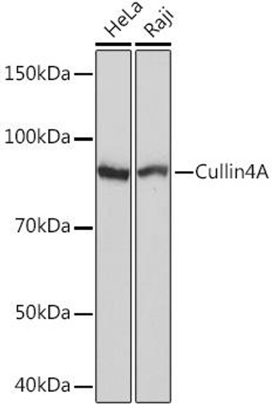 Anti-Cullin4A Antibody (CAB5064)