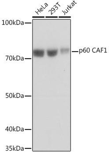 Anti-p60 CAF1 Antibody (CAB5073)