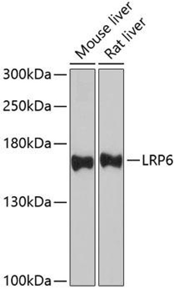 Anti-LRP6 Antibody (CAB6134)