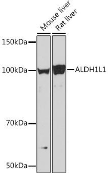 Anti-ALDH1L1 Antibody (CAB7707)