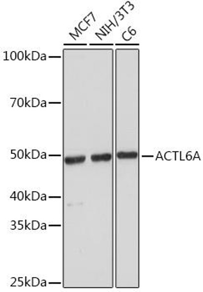 Anti-ACTL6A Antibody (CAB7709)