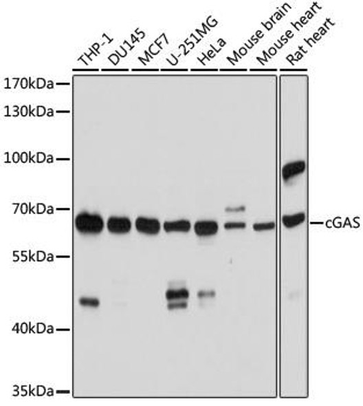 Anti-cGAS Antibody (CAB8335)