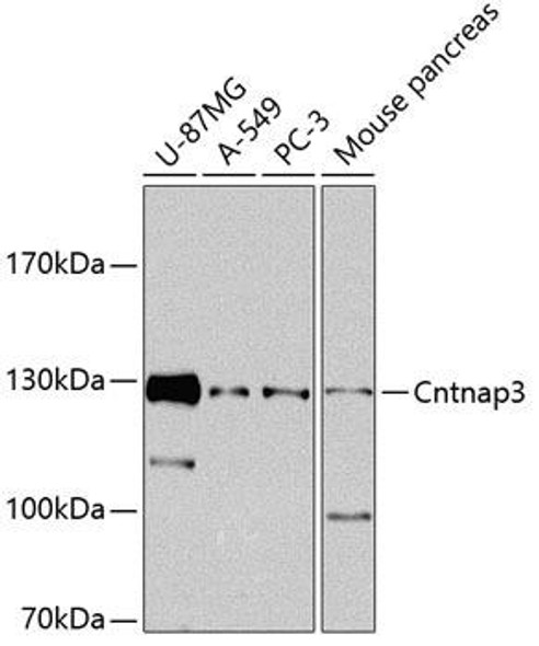 Anti-CNTNAP3 Antibody (CAB8515)