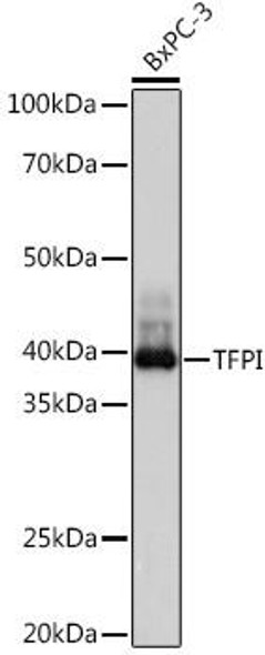 Anti-TFPI Antibody (CAB8704)