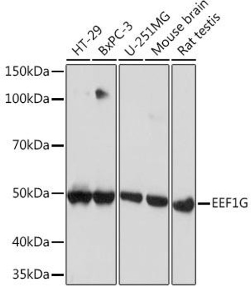 Anti-EEF1G Antibody (CAB8744)