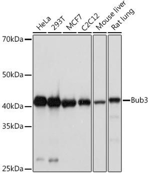 Anti-Bub3 Antibody (CAB8831)