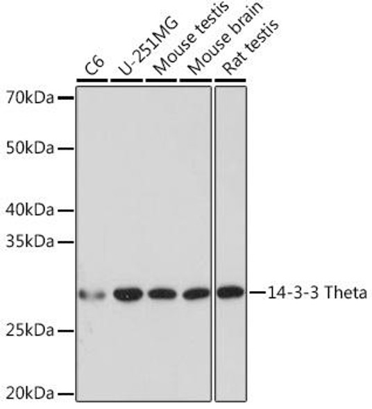 Anti-14-3-3 Theta Antibody (CAB8936)