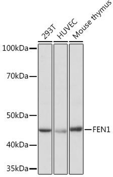 Anti-FEN1 Antibody (CAB8999)