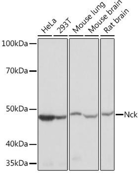 Anti-Nck Antibody (CAB9129)