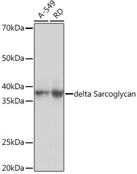 Anti-delta Sarcoglycan Antibody (CAB9175)