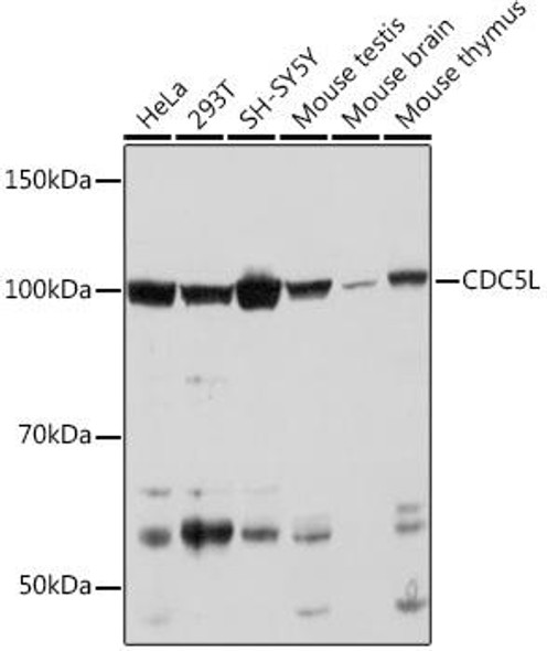 Anti-CDC5L Antibody (CAB9527)