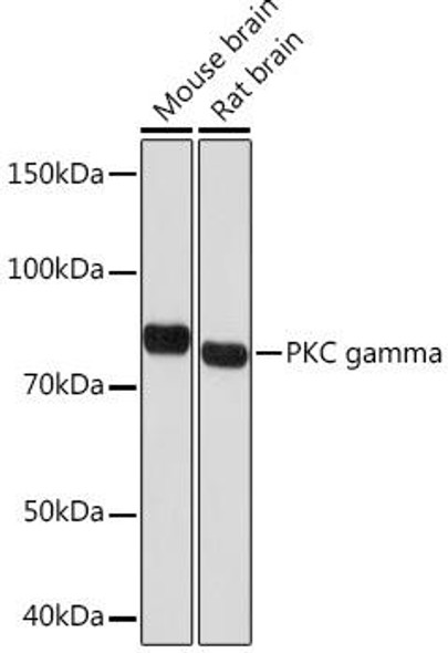 Anti-PKC gamma Antibody (CAB9565)