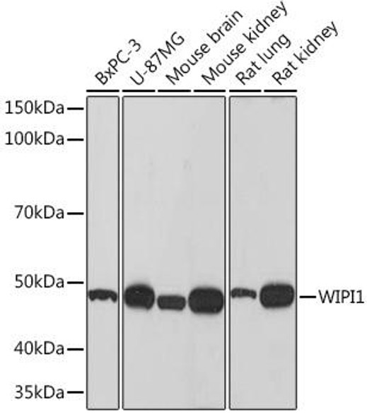 Anti-WIPI1 Antibody (CAB9600)