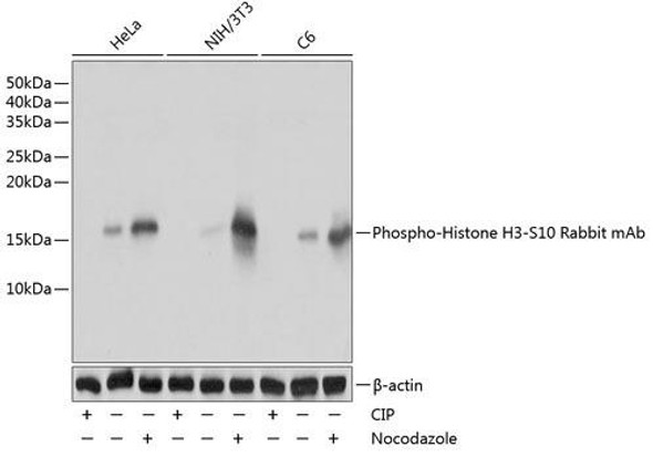 Anti-Phospho-Histone H3-S10 Antibody (CABP0002)
