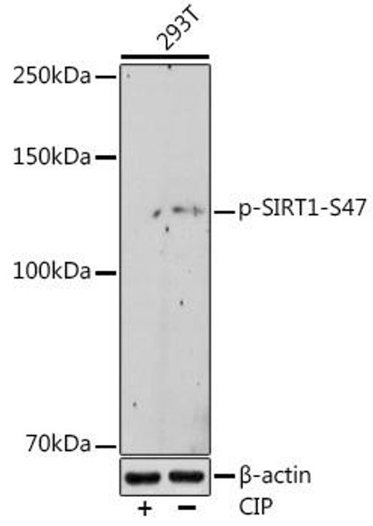 Anti-Phospho-SIRT1-S47 Antibody (CABP0976)
