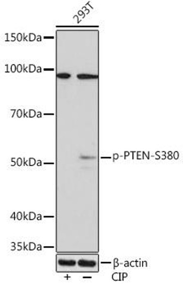 Anti-Phospho-PTEN-S380 Antibody (CABP0998)