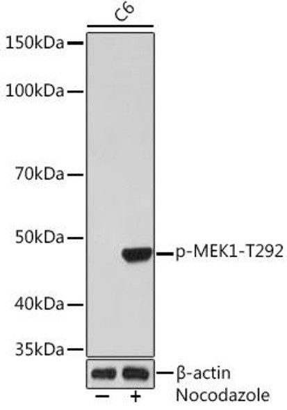 Anti-Phospho-MEK1-T292 Antibody (CABP1021)