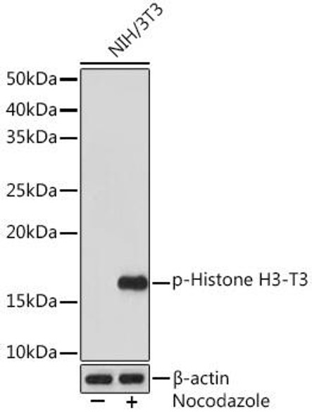 Anti-Phospho-Histone H3-T3 Antibody (CABP1152)