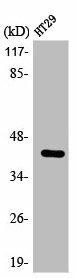 EPHX4 Antibody (PACO00359)