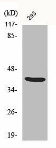 ALX3 Antibody (PACO00390)