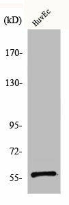 BEND4 Antibody (PACO00539)