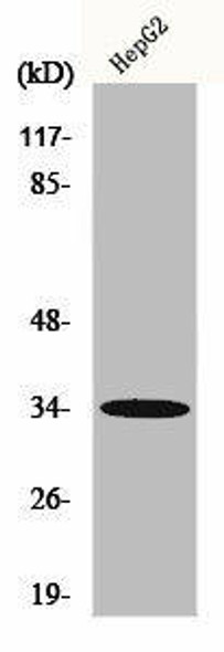 ACKR2 Antibody (PACO00593)