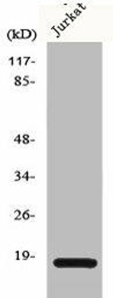 CFL1/CFL2 Antibody (PACO00619)