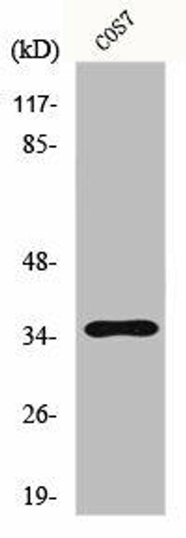FOXL1 Antibody (PACO00819)