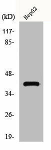 GPR15 Antibody (PACO00868)
