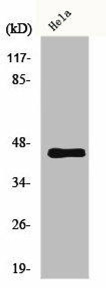 MLNR Antibody (PACO00876)