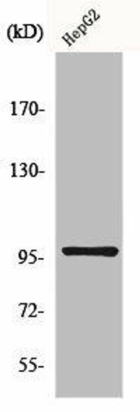MAP4K1 Antibody (PACO00935)