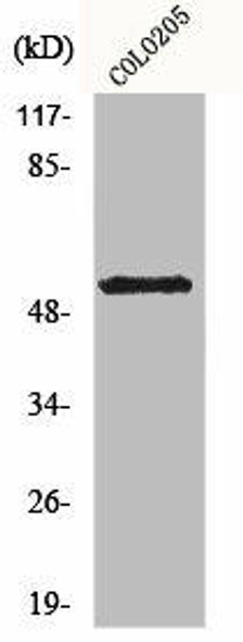 KCNG2 Antibody (PACO00993)