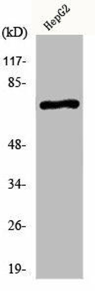 KCNC2 Antibody (PACO01007)