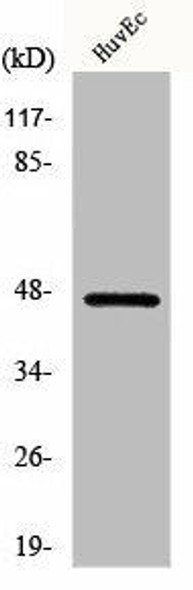 CERS4 Antibody (PACO01014)