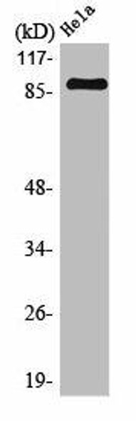 MARK1/MARK2/MARK3/MARK4 Antibody (PACO01041)