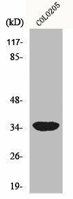 MRPL4 Antibody (PACO01098)