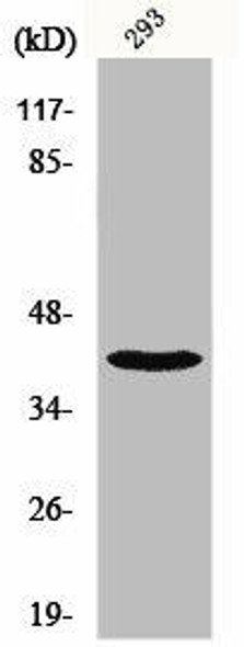 NBPF1/NBPF9/NBPF10/NBPF12/NBPF14/NBPF15/NBPF16/NBPF20 Antibody (PACO01141)