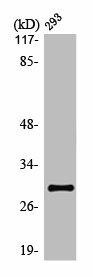 OR10J1 Antibody (PACO01207)