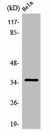 OR10R2 Antibody (PACO01208)