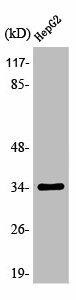 OR13H1 Antibody (PACO01212)