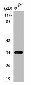 OR2AG1/OR2AG2 Antibody (PACO01219)