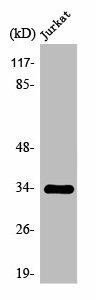 OR2H2 Antibody (PACO01220)