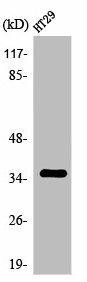 OR2K2 Antibody (PACO01222)