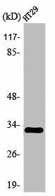 OR2T1 Antibody (PACO01225)