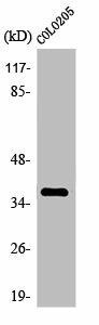 OR4A15 Antibody (PACO01227)