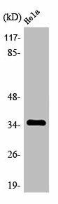 OR4C6 Antibody (PACO01232)
